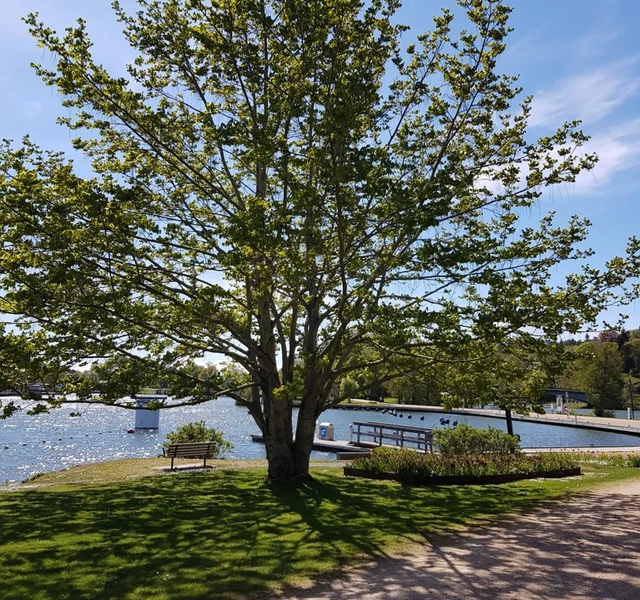 Ett träd i en park intill ett vattendrag.