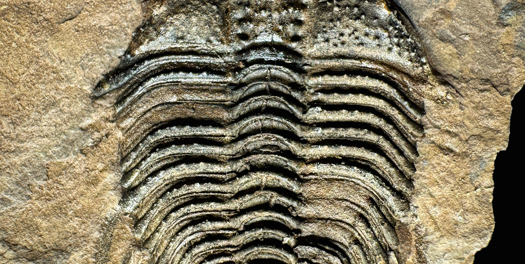 trilobit