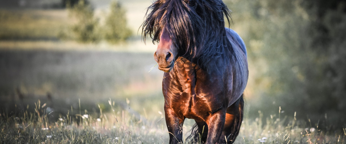 Fotografi av Göran Molin
