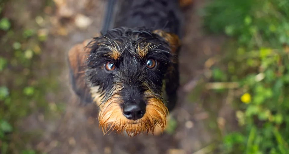 Hund i Västsverige