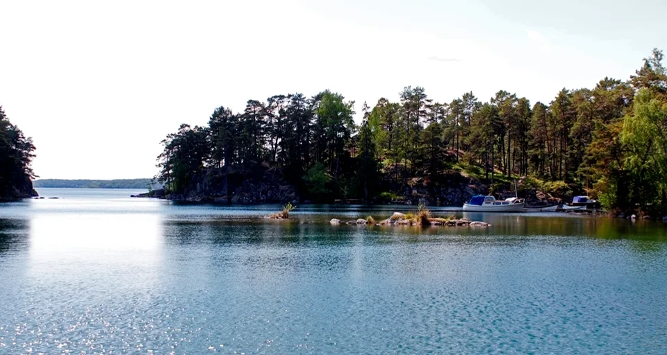 A body of water surrounded by lots of trees.