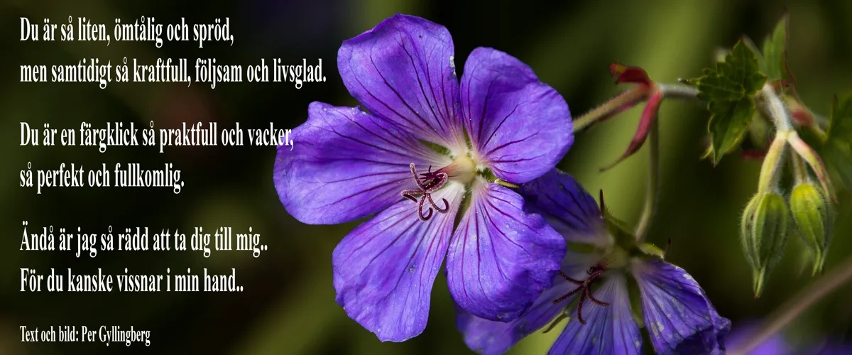 Foto och text av Per Gyllingberg