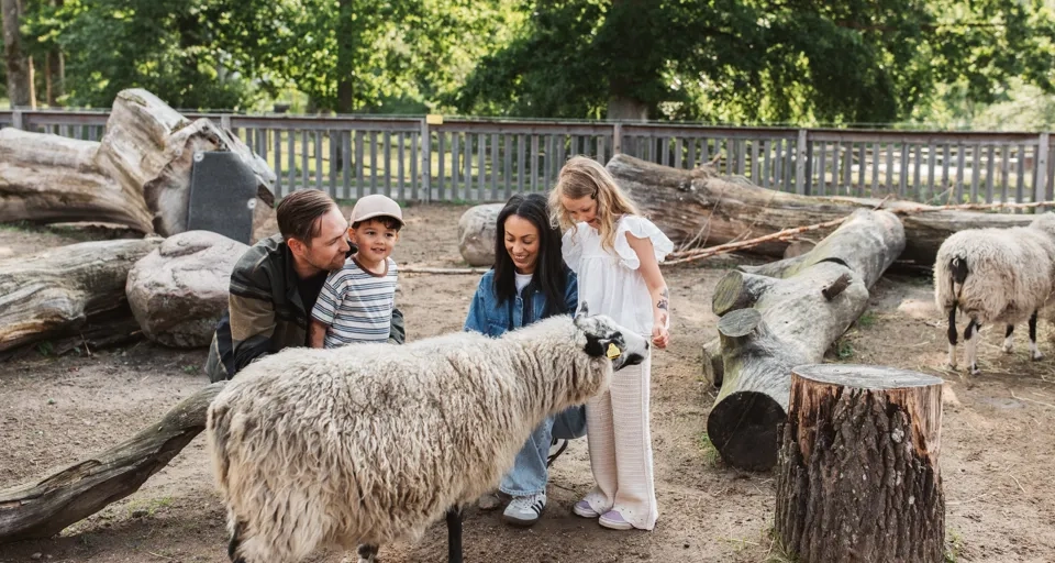 En grupp människor som står runt ett får.