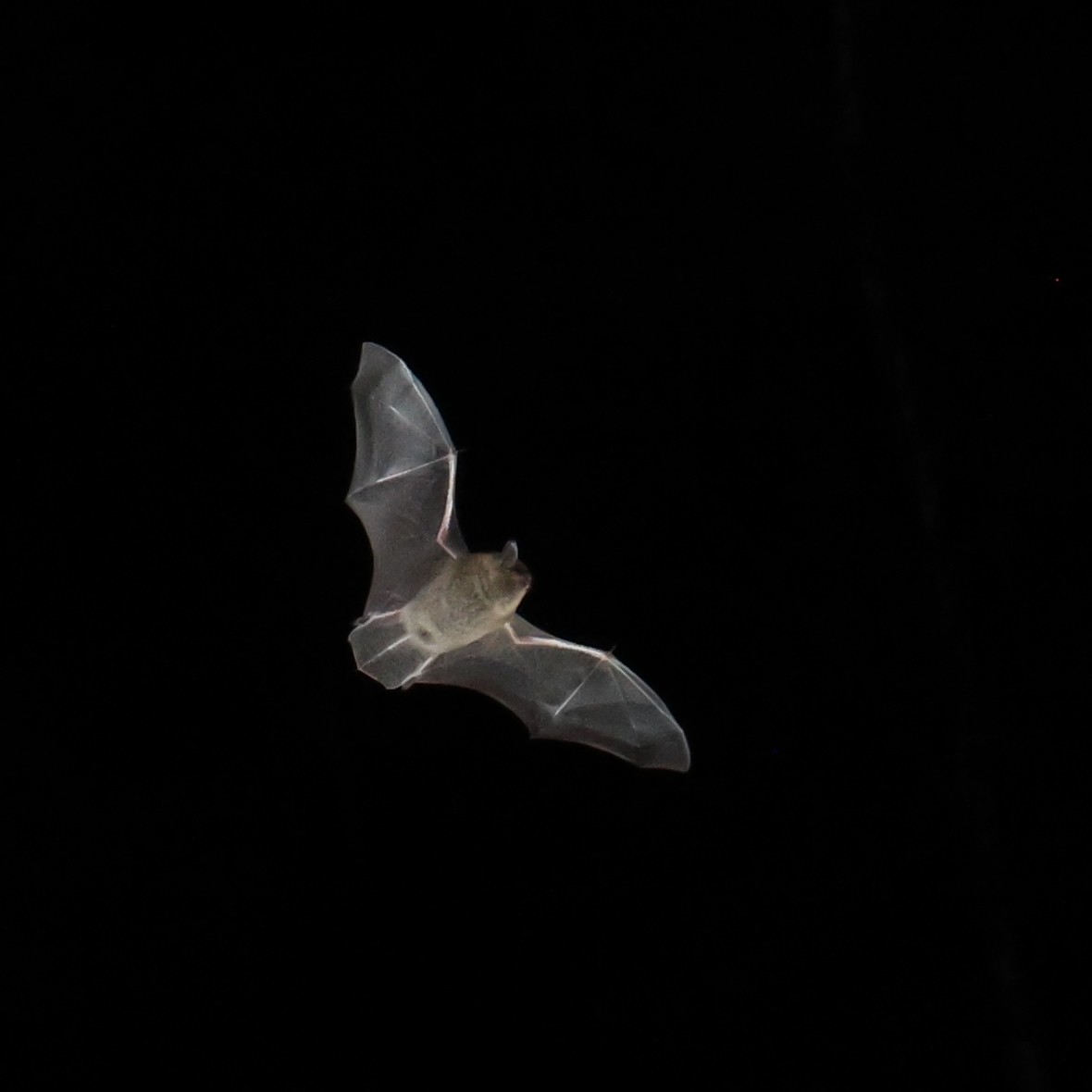International bat night