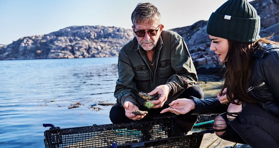 Ostron plockas ur en bur på en brygga