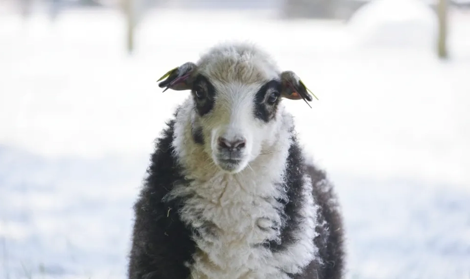 Ett svartvitt får som står i snön.