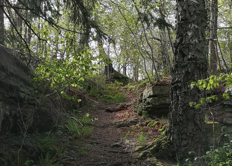 A naturepicture from a hikingtrail on the plateumountain Kinnekulle.