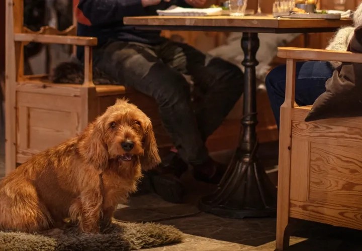 Hund om befinner sig på en restaurang.