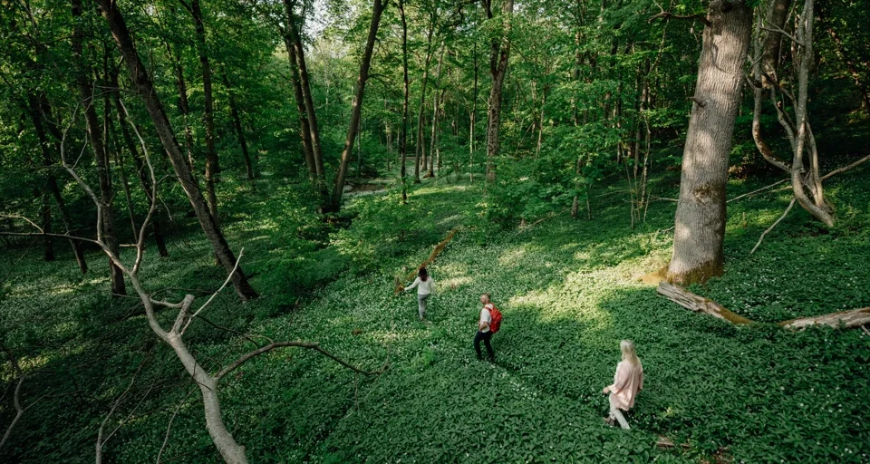 Tre personer vandrar i Munkängarna, omringade av ramslök