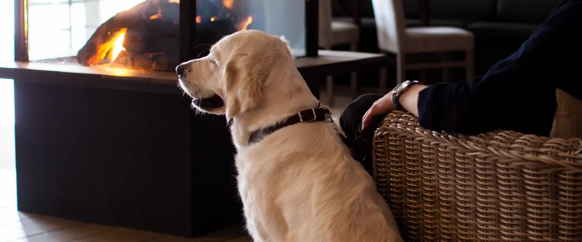 Hund i Västsverige
