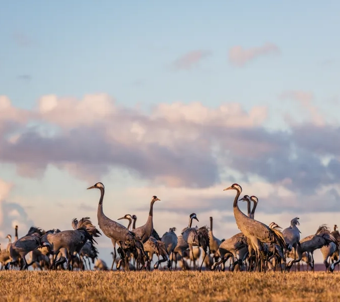 En flock fåglar som går över ett torrt gräsfält.
