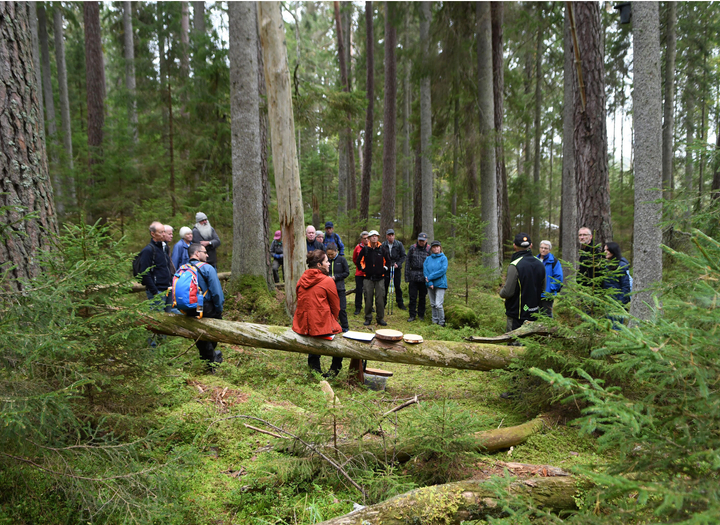 Vristulven och gammelskogen Lindbergska ytan