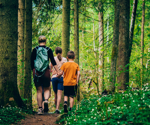 Parent hiking with two children in a forest surrounded by wood anemones.