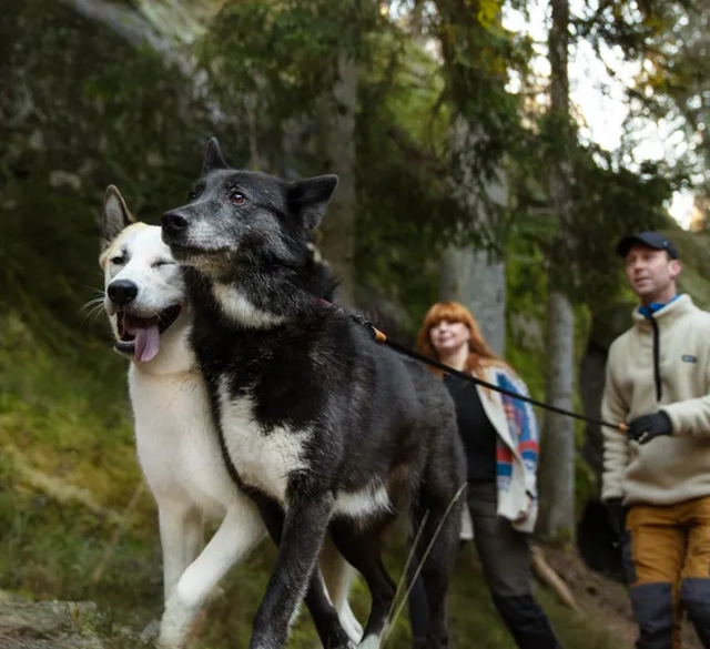 Vandrare med hundar