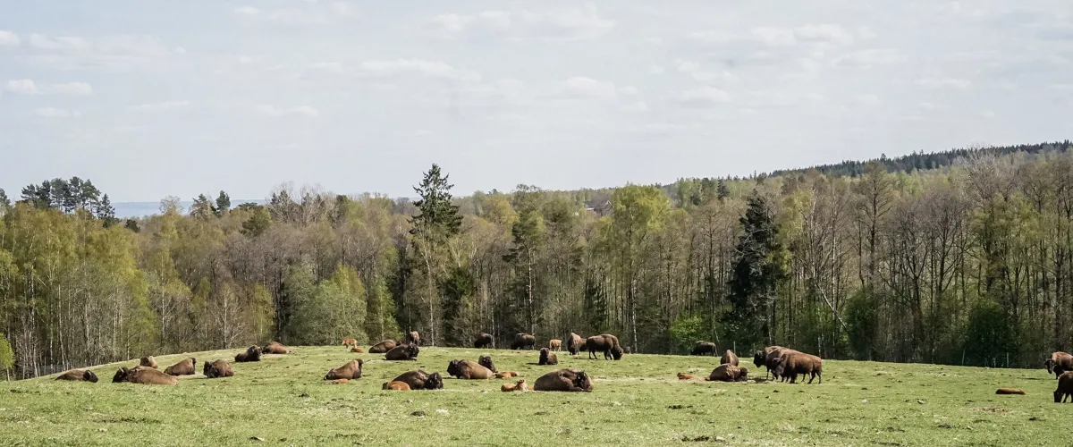 Gate Bison - Sommarens event