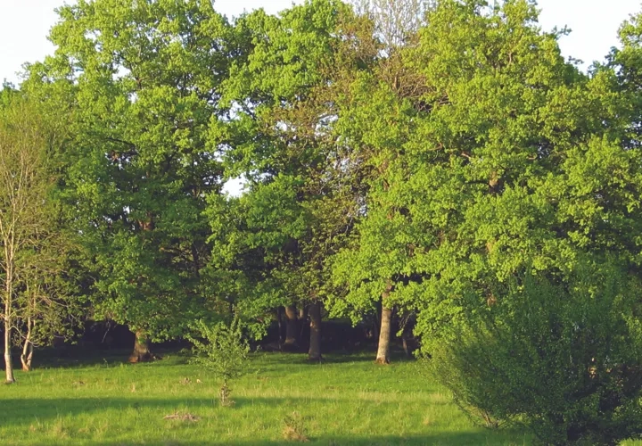 Pilgrimsvandring vid Blombergsleden