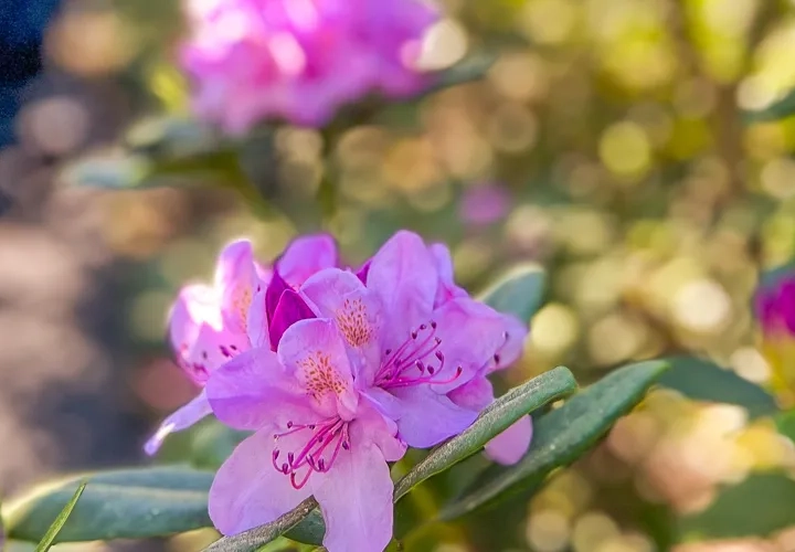 Runes Rhododendronpark
