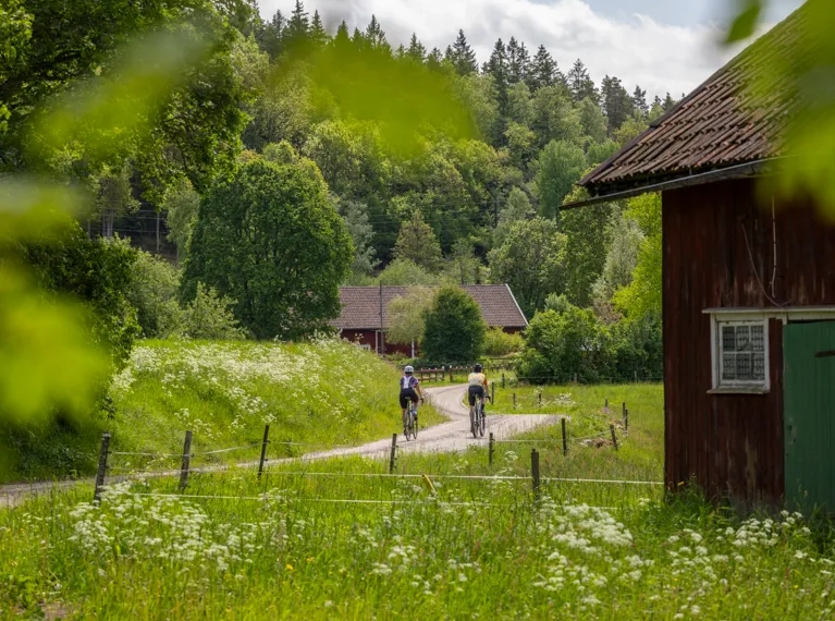 Cykling på natursköna Ljungleden.