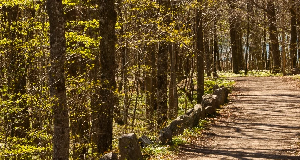 Bokskogen slår ut i naturreservatet Vägeröds dalar, Skaftö