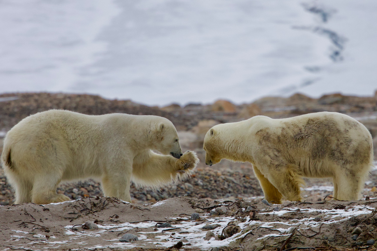 Föredrag: Har isbjörnen en framtid på Svalbard?