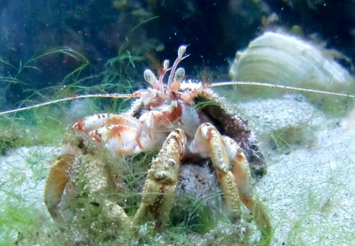 Extraöppet på Tjärnö Akvarium