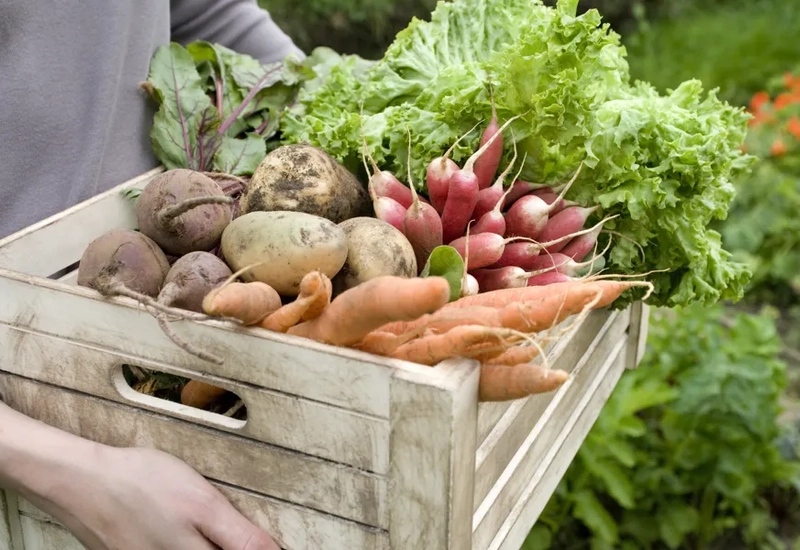 En kvinna håller en låda full med grönsaker.