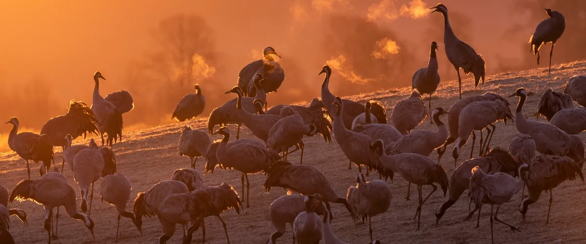 En flock med tranor i soluppgång. Himlen är orange.