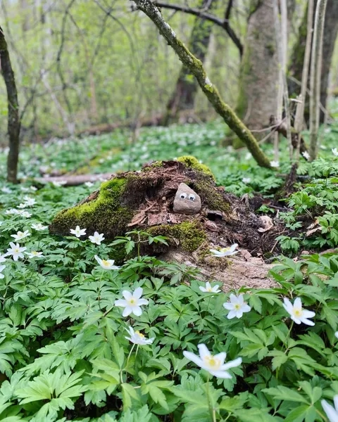 Vitsippor och en sten med ögon