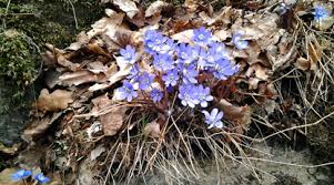Geologin och floran - en vandring på Hunneberg