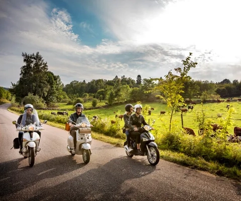 Tre mopeder som kör på en väg med kossor i hagen bredvid.