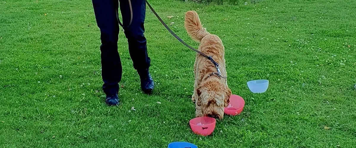 Prova på Dag med Barn och hund 