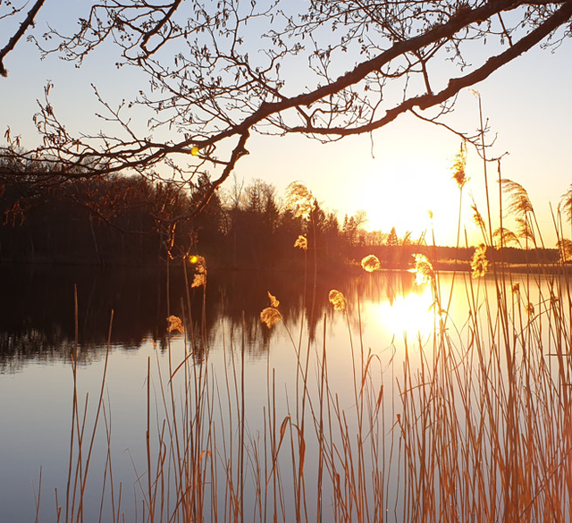 Solen går ner över en sjö med hög vass