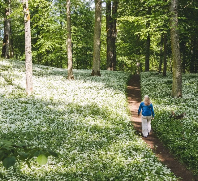 Fält av ramslök i blom.