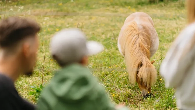 Familj som tittar på en liten ljusbrun ponny.