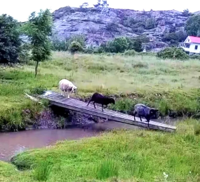 En grupp djur som korsar en liten bro.