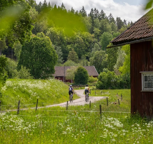 Cykling på natursköna Ljungleden.