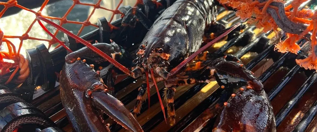Hummermiddag på restaurang Strandkanten
