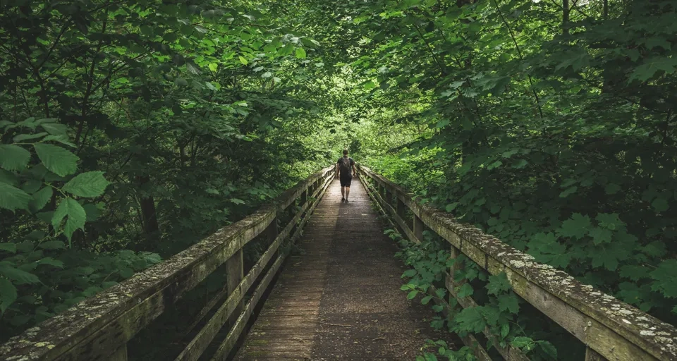 En lång rak bro leder in i ett hav av gröna löv. Långt bort på bron går en människa med ryggen mot kameran.