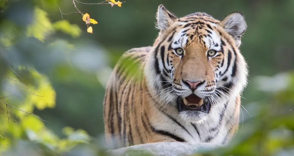 Amurtiger på Nordens Ark