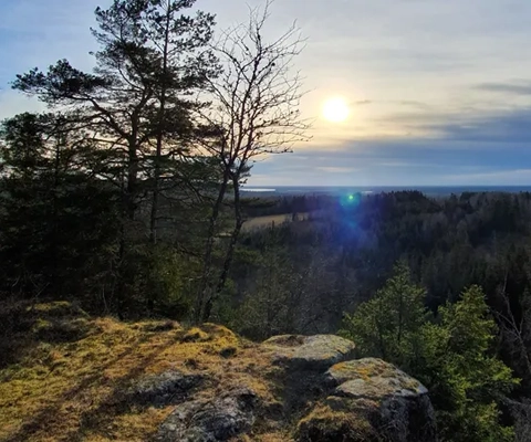 Bild från en utsiktsplats i motljus. Utsikten visar granskog.
