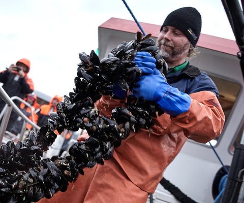 Musselsafafri i Bohuslän
