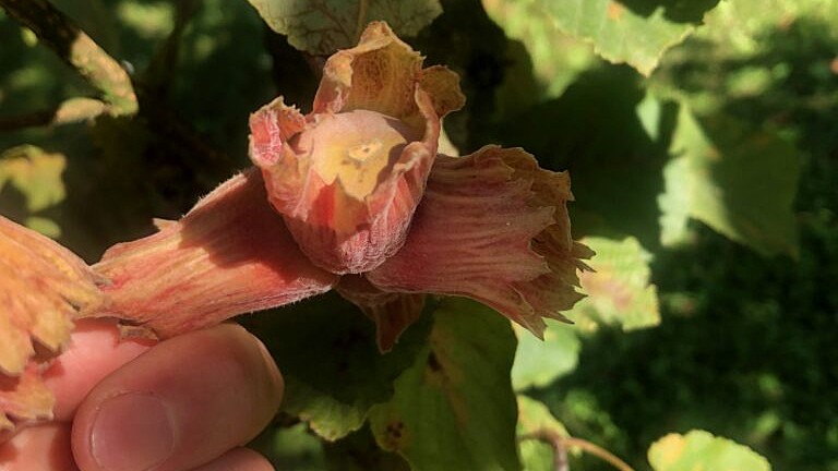Nötodling – från plantering till skörd och försäljning