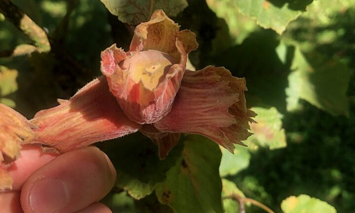 Nötodling – från plantering till skörd och försäljning