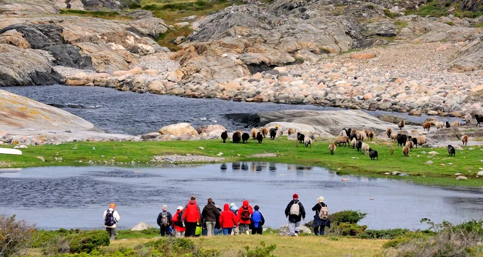 En grupp är ute och vandrar på Nordkoster, de står och tittar mot en flock av får. I bakgrunden syns stora klipphällar och ett klapperstensfält.