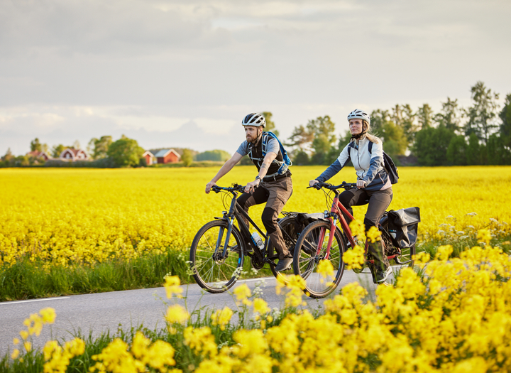 En man och en kvinna cyklar på väg som går genom gula rapsfält