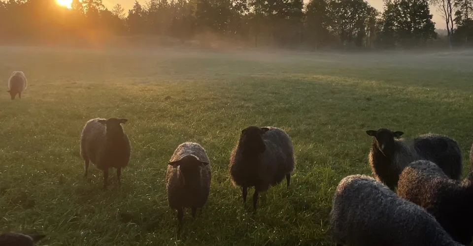 En hjord får som står på ett grönskande fält.