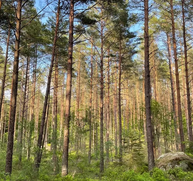 Tallskog i Hjortmarka