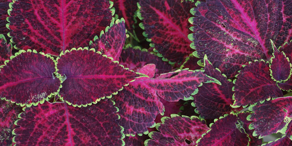 Invigning av Fröbiblioteket och sticklingsbytardag
