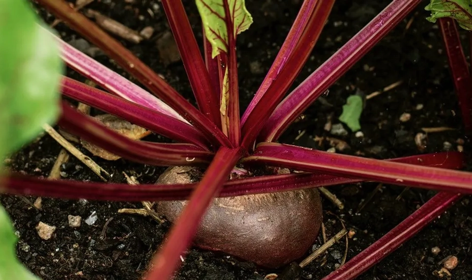 Österplana Agriturismo grönsak