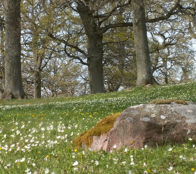 Ett fält av blommande vitsippor och en stor sten i förgrunden